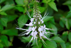 Keren! Kumis Kucing Bantu Masalah Ginjal dan Batu Ginjal, Begini Caranya 