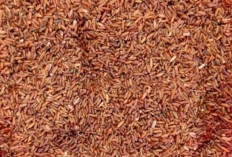 Beras Merah, Sumber Pangan Sehat yang Semakin Diminati Masyarakat