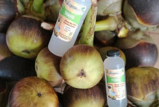 Tingkatkan Produksi Sperma dengan Air Legen