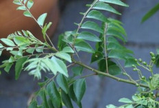 Daun Kari Dapat Mengobati Diare Serta Menyehatkan Rambut