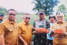 Banyuasin Kembangkan Perkebunan Cabai untuk Stabilkan Pasokan Pangan