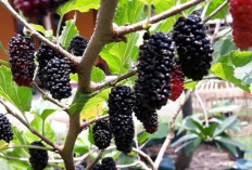 Murbei, Buah yang Dulu Terkenal untuk Ulat Sutra Kini Jadi Favorit Pecinta Hidup Sehat