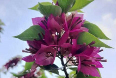 Bougainvillea : Bunga Kertas yang Indah, Tahan Lama, dan Mudah Dirawat