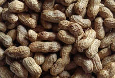 Kacang Rebus, Camilan Tradisional Kaya Gizi yang Tetap Bertahan di Tengah Tren Modern