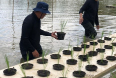 Uji Coba Budi Daya Padi Apung