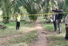 Pemuda Ditemukan Tewas Bersimbah Darah di Kebun Sawit Lais, Polisi Selidiki Dugaan Pembunuhan