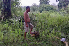 Dampak PP SDA, Petani Sawit Menjerit