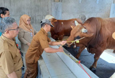 Jelang Idul Adha, Berikut Tips Memilih Hewan Kurban Sesuai Syariat!