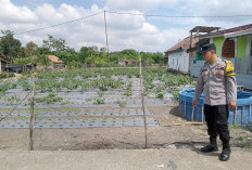 Dukung Ketahanan Pangan, Tanam Cabai di Pekarangan