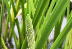 Obati Rematik dan Kudis dengan Daun Dlingo