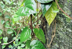 Atasi Retensi Air dan Gangguan Saluran Kemih dengan Daun Sirih