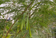 Obatai Bisul Cacingan dan Herpes dengan Petai Cina