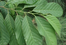 Atasi Asam Urat dan Cacingan dengan Daun Srikaya