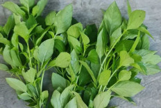Daun Kemangi : Si Pengharum Alami yang Menggugah Selera di Masakan Nusantara