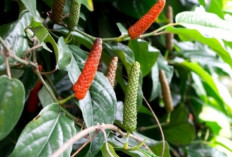 Atasi Penyakit Beri-beri dan Sakit Pinggang dengan Cabe Jawa