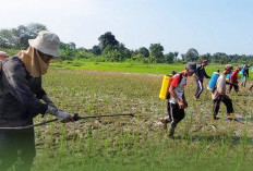 Basmi Ulat Grayak : Petani Diminta Pahami Penggunaan Insektisida !