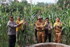 Polsek Prabumulih Barat Gelar Panen Jagung : Dukung Ketahanan Pangan Nasional !