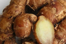 Benarkah Kencur Ampuh Redakan Masuk Angin? Simak Faktanya