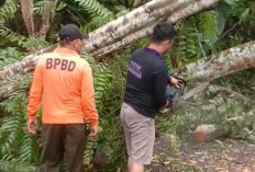 Tim Gabungan Bergerak Cepat Evakuasi Pohon Tumbang di Sekayu, Bupati HM Toha Apresiasi Respons Sigap 