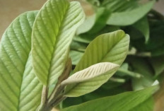 Sering Terabaikan, Daun Jambu Biji Ternyata Memiliki Khasiat yang Mengesankan