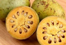 Atasi Gigitan Ular dengan Buah Maja 