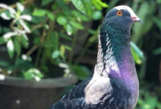 Daging Burung Merpati Dapat Meningkatkan Memori dan Kecerdasan Otak