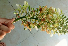 Bunga Lengkuas, Si Kecil yang Punya Segudang Manfaat untuk Kesehatan