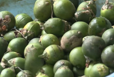 4 Provinsi Penghasil Buah Pinang Terbesar di Indonesia  2025: Juaranya Bukan Sumatera Selatan ! 