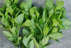 Daun Kemangi, Si Hijau Aromatik yang Jadi Primadona di Meja Makan Nusantara