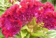 Atasi Mimisan dan Keputihan dengan Bunga Jengger Ayam