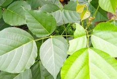 Obati Cacingan dan Atasi Insomnia dengan Daun Dadap