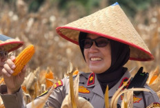 Polri Gelar Panen Raya Jagung Serentak, Polres Prabumulih Hasilkan 8 Ton Jagung dari Lahan 2 Hektar