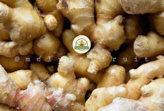 Jahe Putih : Rempah Tradisional dengan Segudang Manfaat Kesehatan
