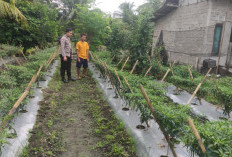 Dukung Ketahanan Pangan, Warga Desa Sukajadi Manfaatkan Lahan Taman Cabai