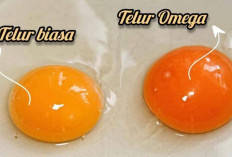 Telur Biasa vs Telur Omega: Apa Perbedaannya dan Mana yang Lebih Sehat? 