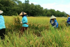 Mengapa Bulog Sulit Menyerap Beras Lokal ? Temukan Jawabannya 