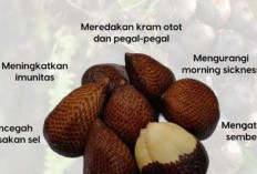 Salak Buah Eksotis yang Baik untuk Ibu Hamil