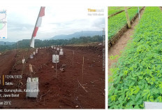 PTPN I Target Bangun 27 Ribu Hektare Kebun di Jawa Barat