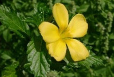 Atasi Gangguan Seksual dan Depresi dengan Daun Damiana