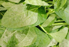 Jaga Kesehatan Mata dan Saraf dengan Daun Lembayung