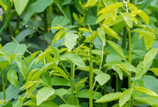 Daun Katuk : Si Hijau Multifungsi Untuk Kesehatan Tubuh Dan Ibu Menyusui