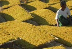 DPR Bahas RUU Tembakau, Disperindag Pamekasan Intensifkan Pengawasan, PHK Gudang Garam Jadi Sorotan