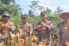 Dukung Ketahanan Pangan, Polsek Sungai Keruh Panen Jagung