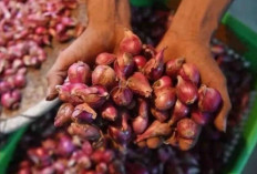 Harga Pangan 10 April 2025 : Bawang Merah Turun dari Rp45.115 Menjadi Rp43.696 per Kilogram !