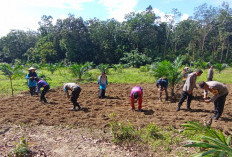 Perkuat Ketahanan Pangan : Polsek RKT Lakukan Penanaman Jagung di Desa Jungai