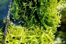Rumput Laut, Hasil Laut Bernilai Tinggi yang Kaya Nutrisi dan Serbaguna
