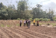 Dukung Ketahanan Pangan, Tanam Jagung Selaluas 1,5 Hektar