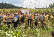 Polsek Gelumbang Panen 4 Ton Jagung Pipil