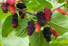 Kurangi Flek Hitam dan Cerahkan Kulit dengan Daun Murbei