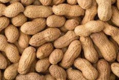 Ingin Otak Terjaga Kesehatannya? Sering-sering Konsumsi Kacang Jenis Ini!